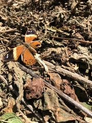 Asterocampa idyja argus
