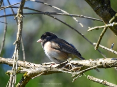 Junco hyemalis