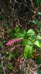 Phytolacca americana