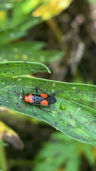 Trilaccus nigroruber