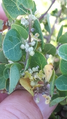 Cissampelos capensis