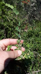 Cissampelos capensis