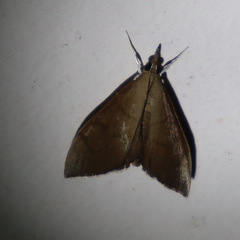 Lamprophaia albifimbrialis