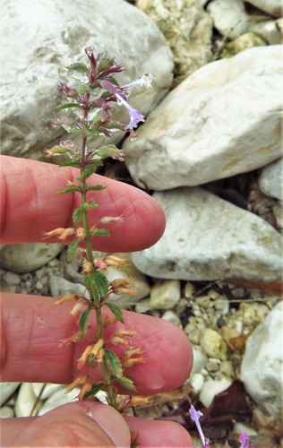 Image of Hedeoma costata by (c) Annika Lindqvist, some rights reserved (CC BY)