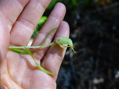 Pterostylis agathicola