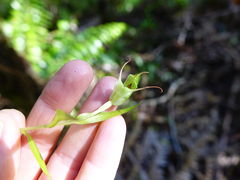 Pterostylis agathicola