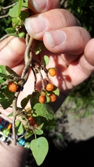 Cissampelos capensis