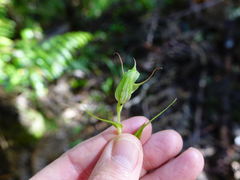 Pterostylis agathicola