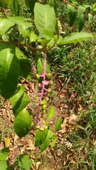 Phytolacca americana