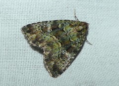 Euprora crypsichlora