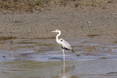 Ardea cinerea