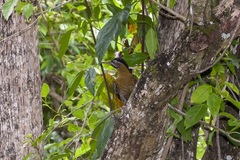 Picus vittatus
