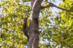 Picus vittatus