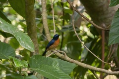 Cyornis rufigastra