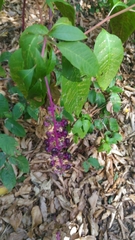 Phytolacca americana