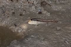 Periophthalmodon schlosseri