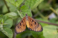 Acraea terpsicore