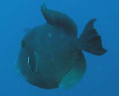 Pseudobalistes naufragium