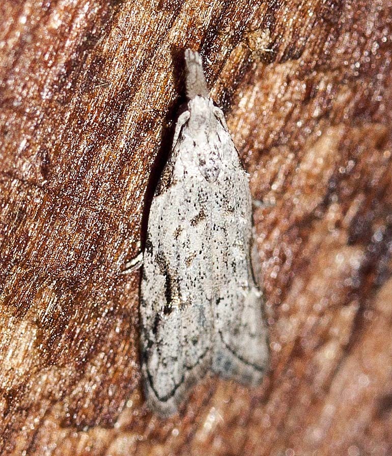 Paramorpha aplegia