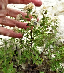 Ageratina wrightii