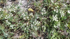 Capnophyllum africanum