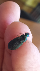 Chlaenius ophonoides