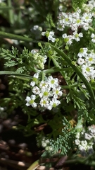 Capnophyllum africanum