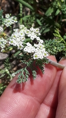 Capnophyllum africanum