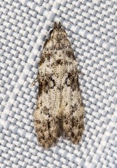 Hypatima baliodes