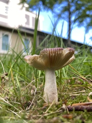 Russula nitida