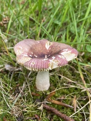Russula nitida