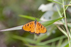Acraea terpsicore