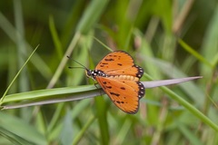 Acraea terpsicore