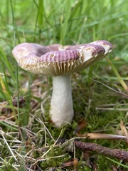 Russula nitida
