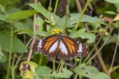 Danaus affinis