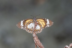 Danaus affinis