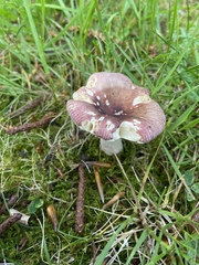 Russula nitida
