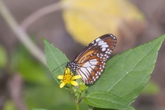 Danaus affinis