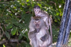 Macaca fascicularis