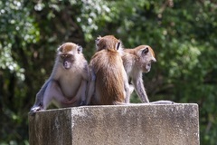 Macaca fascicularis