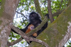Trachypithecus selangorensis
