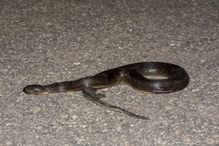 Homalopsis buccata