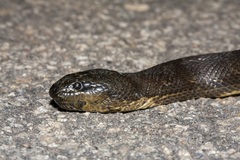 Homalopsis buccata