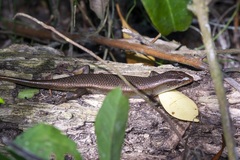 Eutropis multifasciata