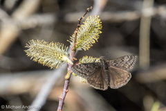 Erynnis telemachus