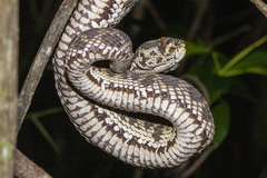 Trimeresurus purpureomaculatus
