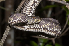 Trimeresurus purpureomaculatus