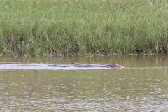 Varanus salvator macromaculatus