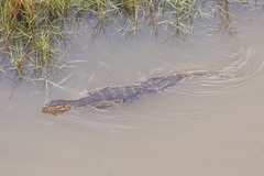 Varanus salvator macromaculatus