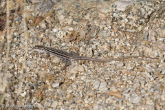 Aspidoscelis neomexicanus